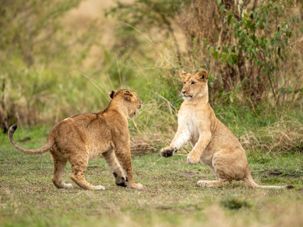 Masai Mara photography tours
