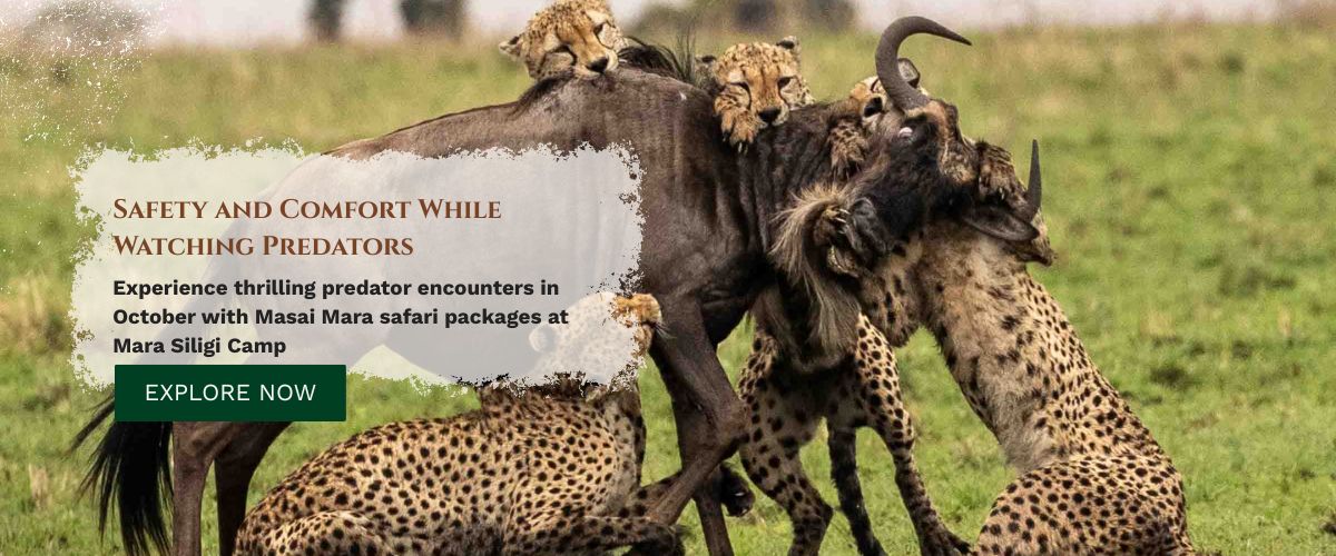 maasai mara safari packages