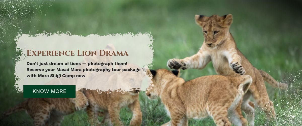 Masai Mara photography tours