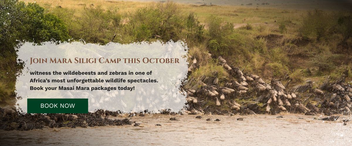 maasai mara safari packages