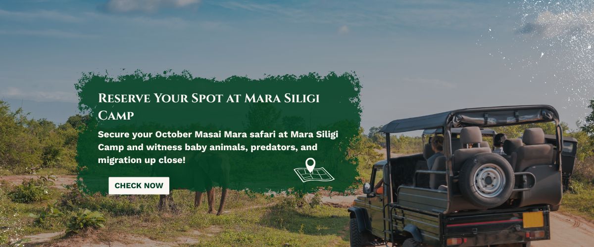 masai mara safari