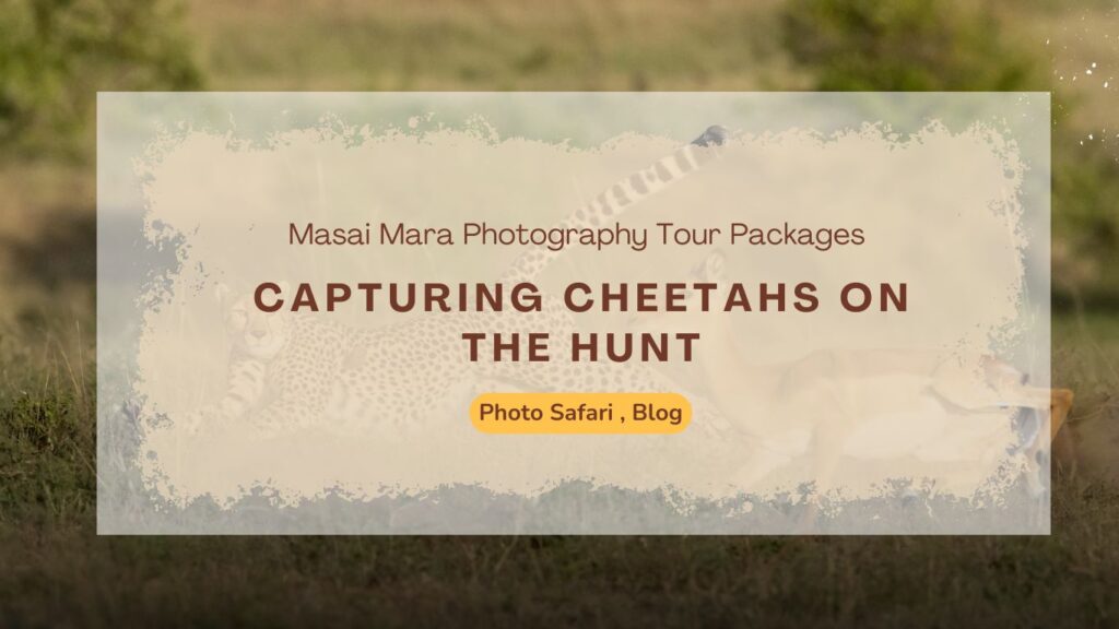 masai-mara-photography-tour-packages-for-capturing-cheetahs-on-the-hunt