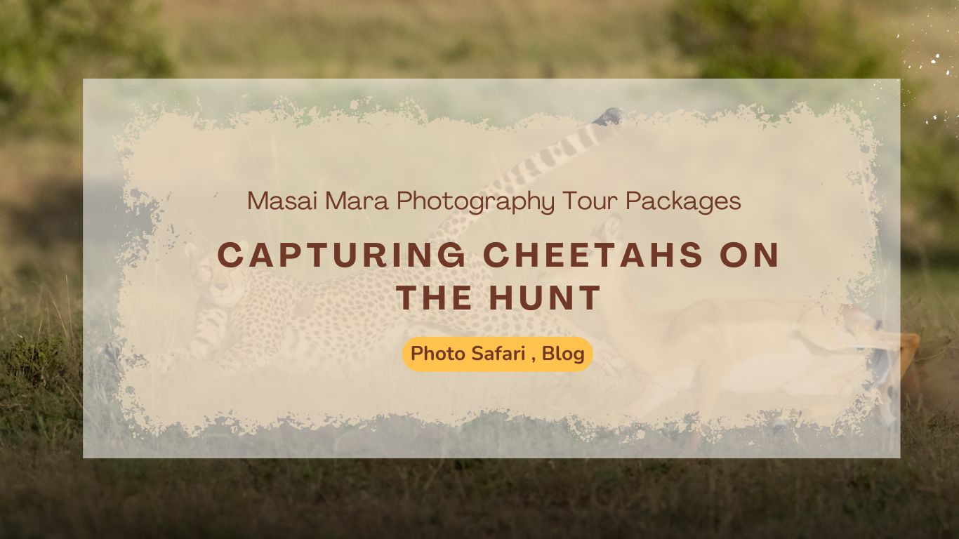masai-mara-photography-tour-packages-for-capturing-cheetahs-on-the-hunt