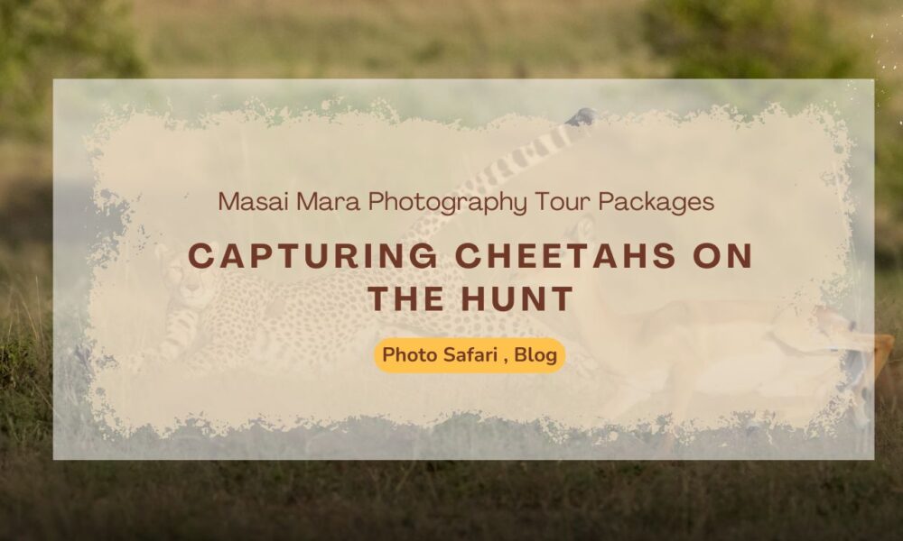 masai-mara-photography-tour-packages-for-capturing-cheetahs-on-the-hunt