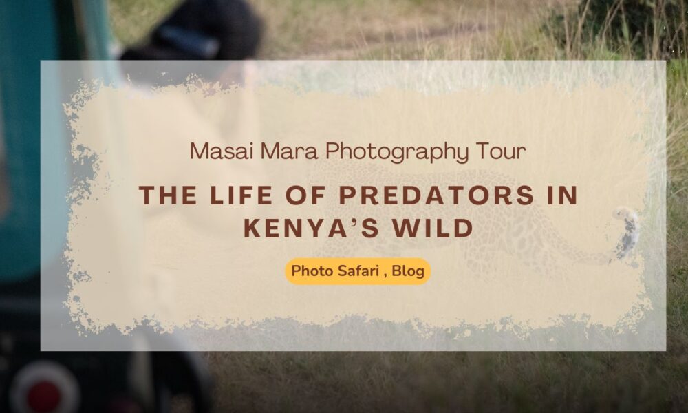 masai-mara-photography-tour-the-life-of-predators-in-kenyas-wild