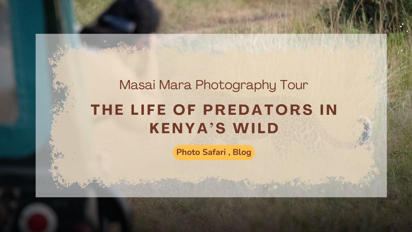 masai-mara-photography-tour-the-life-of-predators-in-kenyas-wild