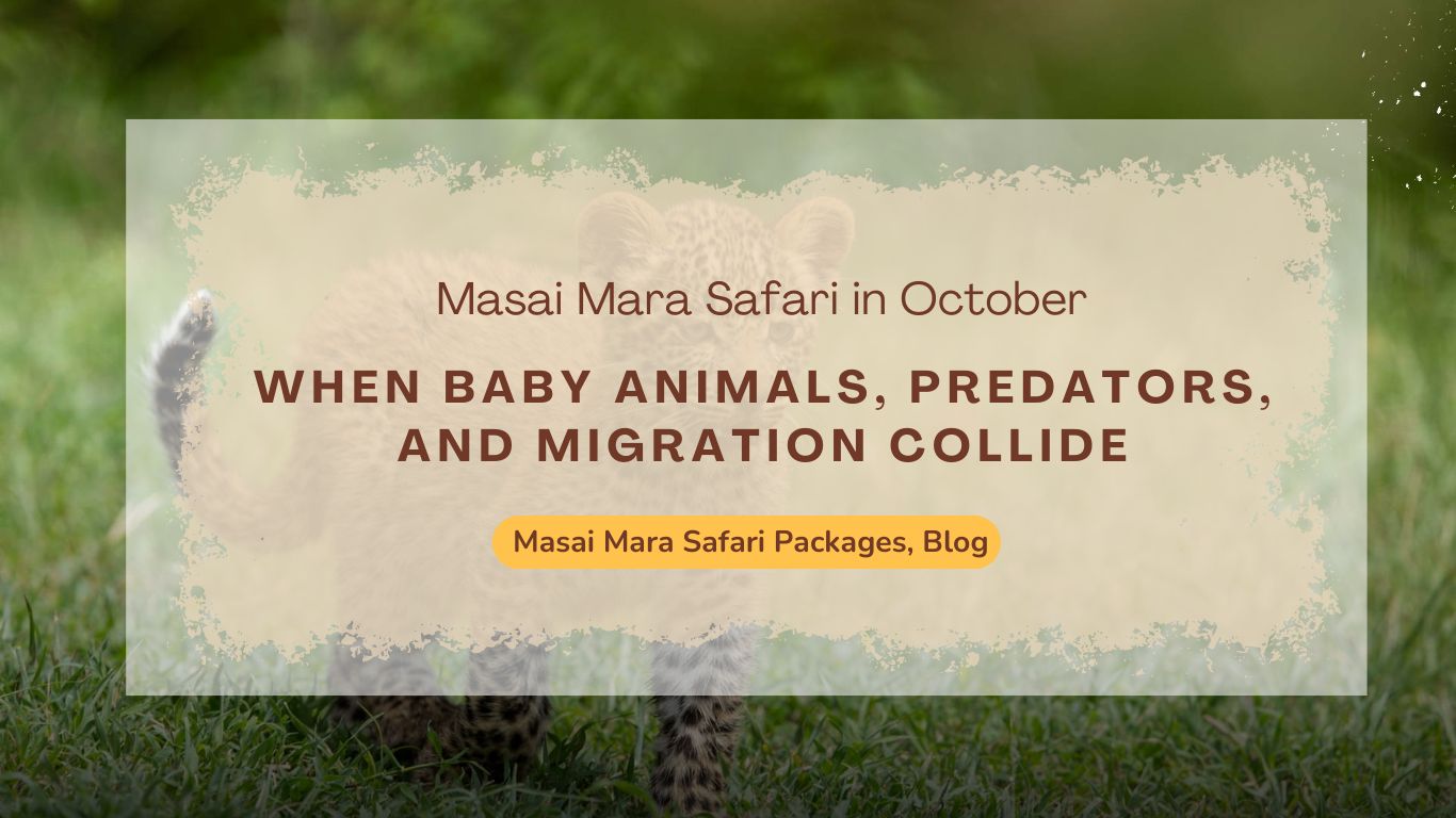 masai-mara-safari-in-october-when-baby-animals-predators-and-migration-collide