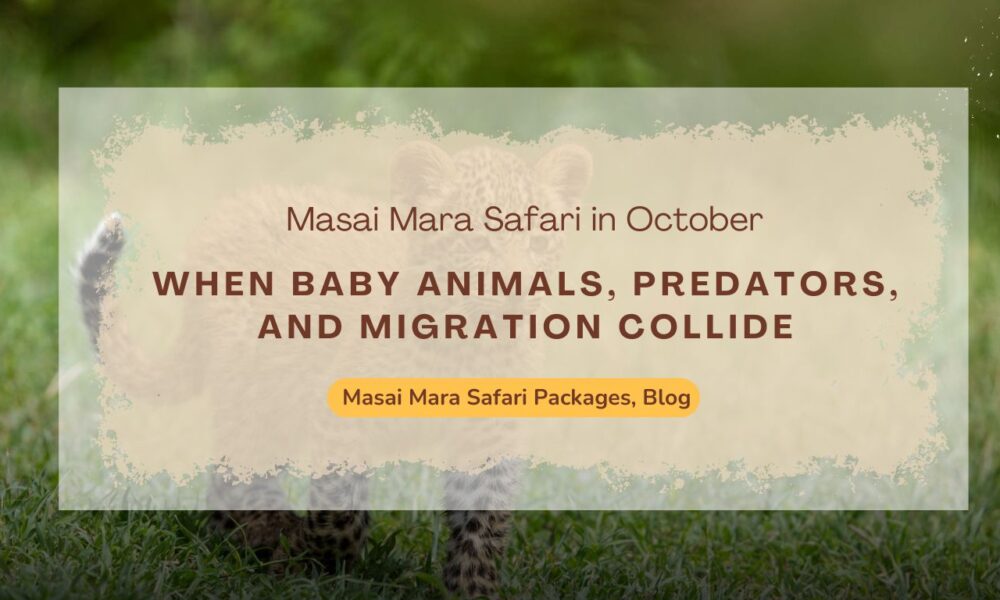 masai-mara-safari-in-october-when-baby-animals-predators-and-migration-collide