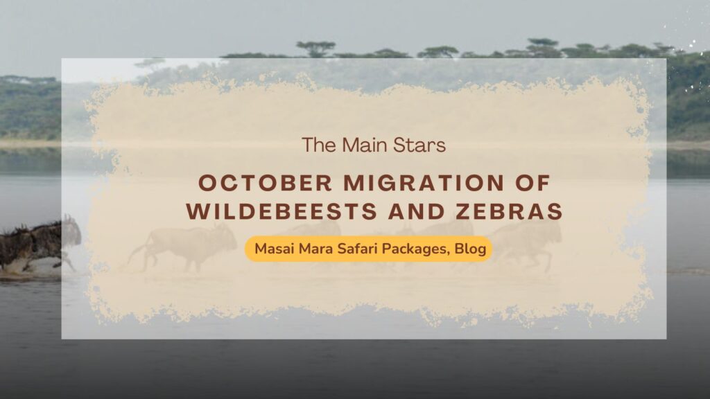 masai-mara-safari-packages-witnessing-the-october-migration-of-wildebeests-and-zebras