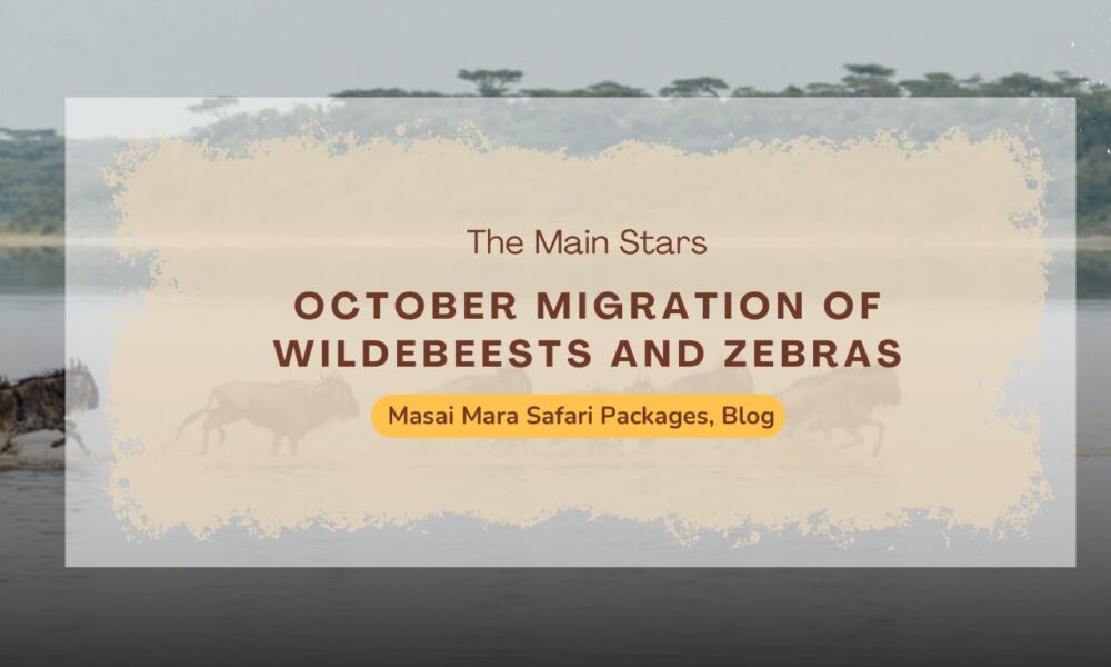 masai-mara-safari-packages-witnessing-the-october-migration-of-wildebeests-and-zebras