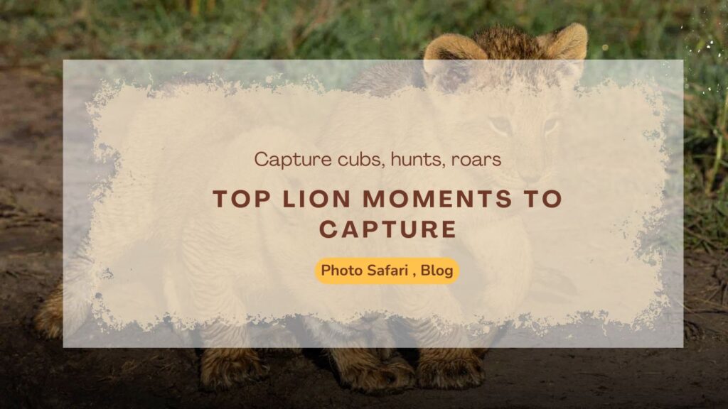 top-lion-moments-to-capture-on-a-masai-mara-photography-tour