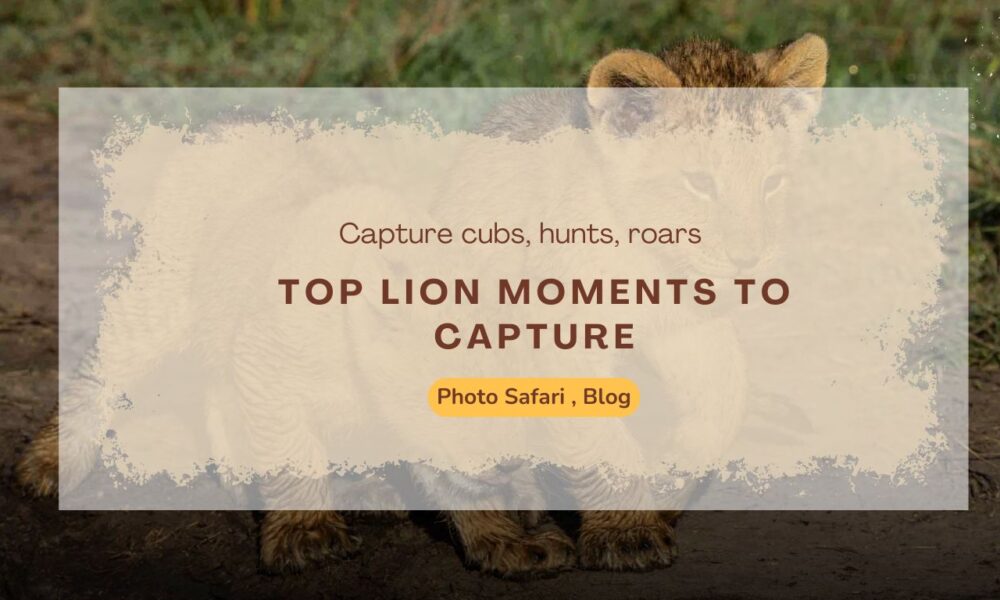 top-lion-moments-to-capture-on-a-masai-mara-photography-tour