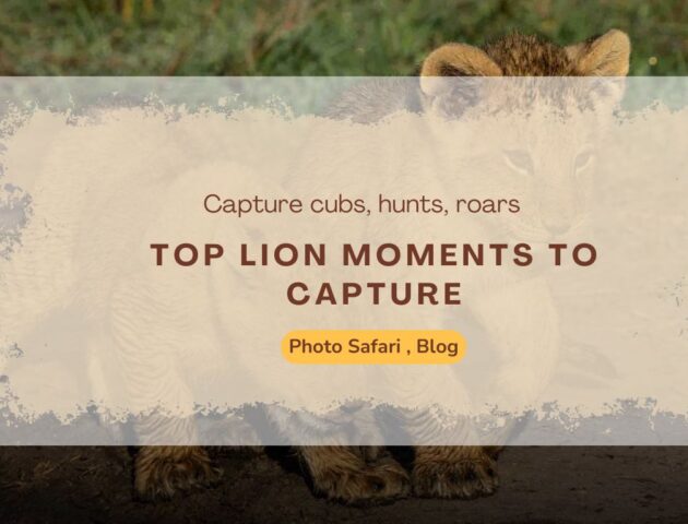 top-lion-moments-to-capture-on-a-masai-mara-photography-tour