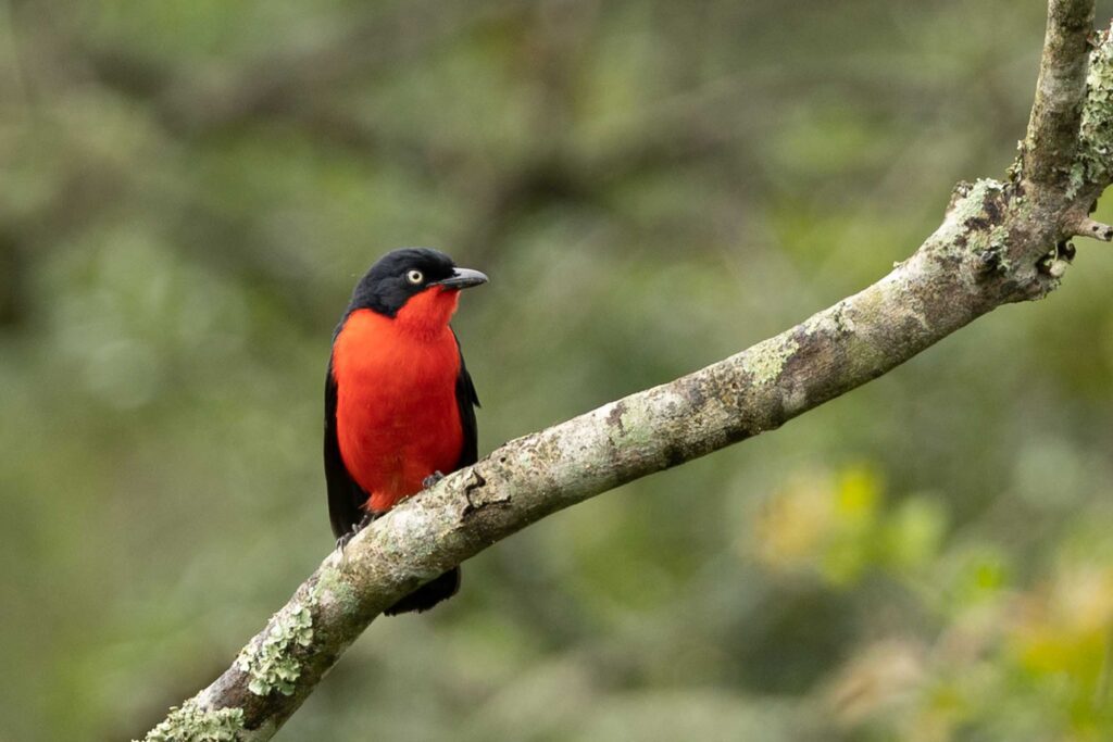masai mara photgraphy tour