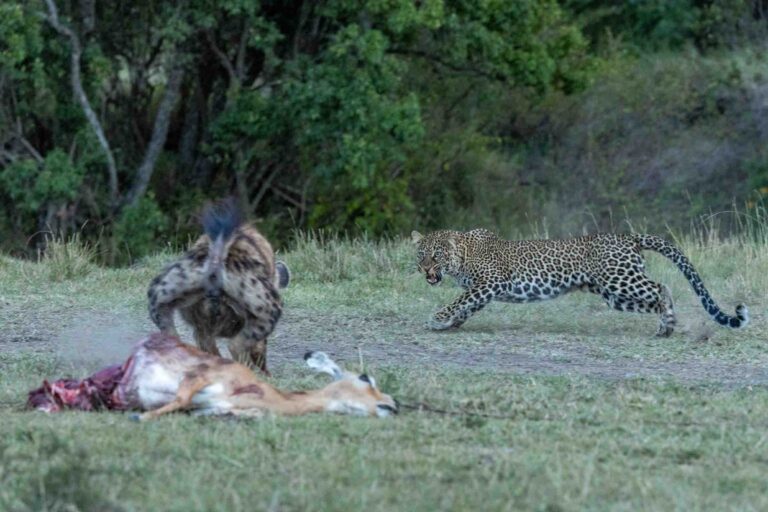 Masai Mara photography tours