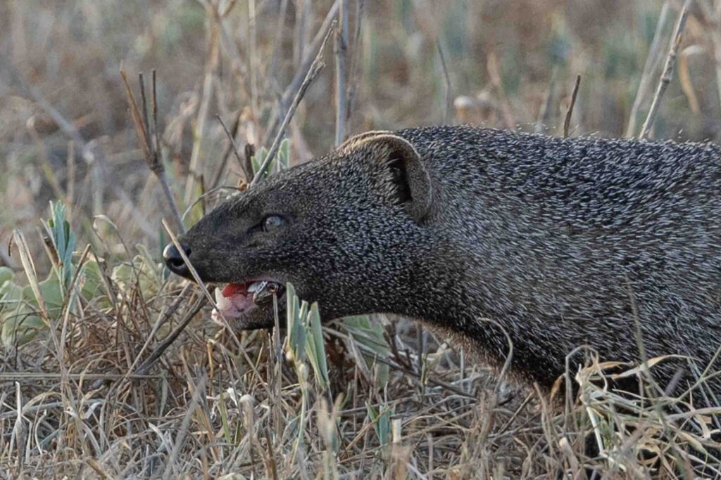 Masai Mara photography tours