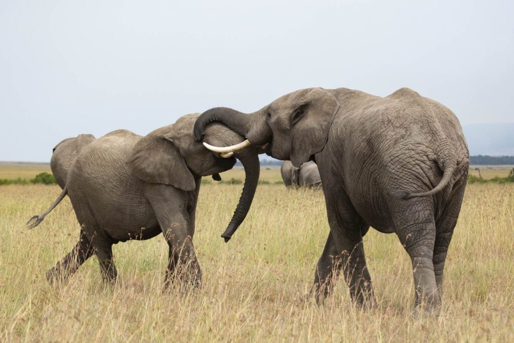 Masai Mara photography tours