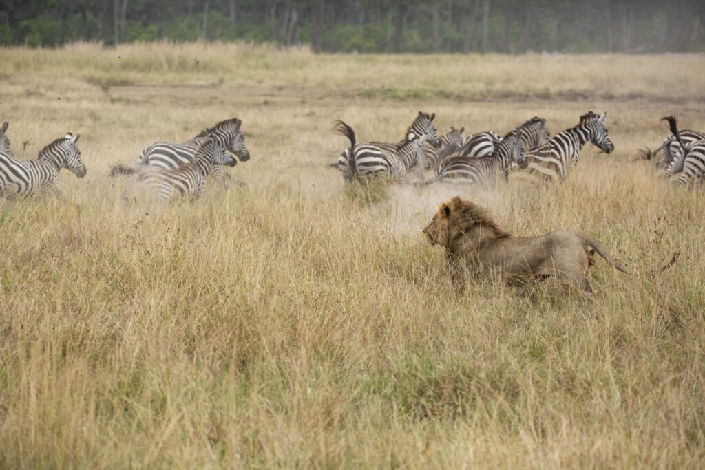 Masai Mara photography tours