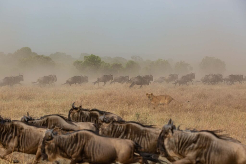 Masai Mara photography tours