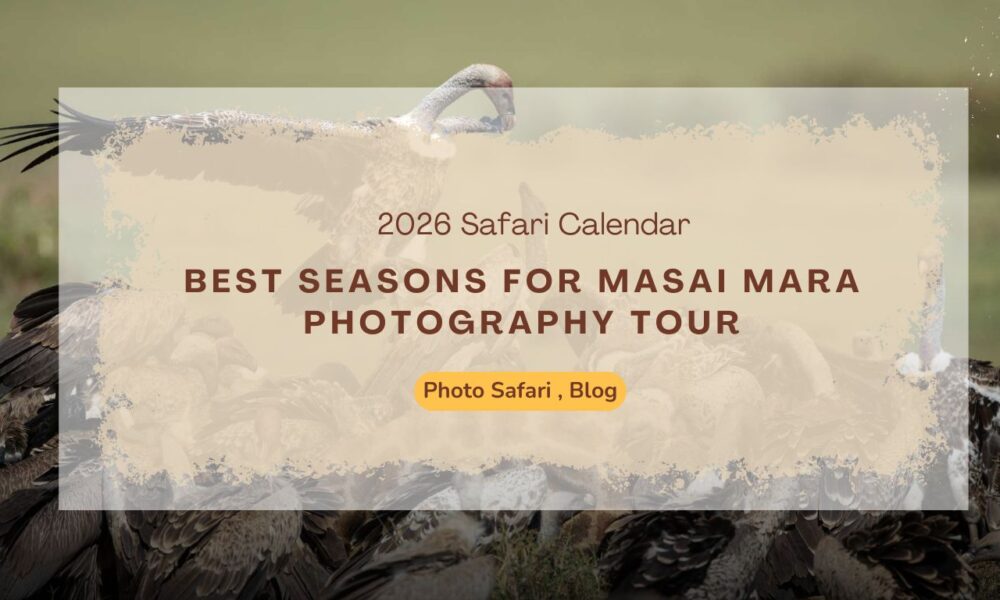 2026-safari-calendar-best-seasons-for-masai-mara-photography-tour