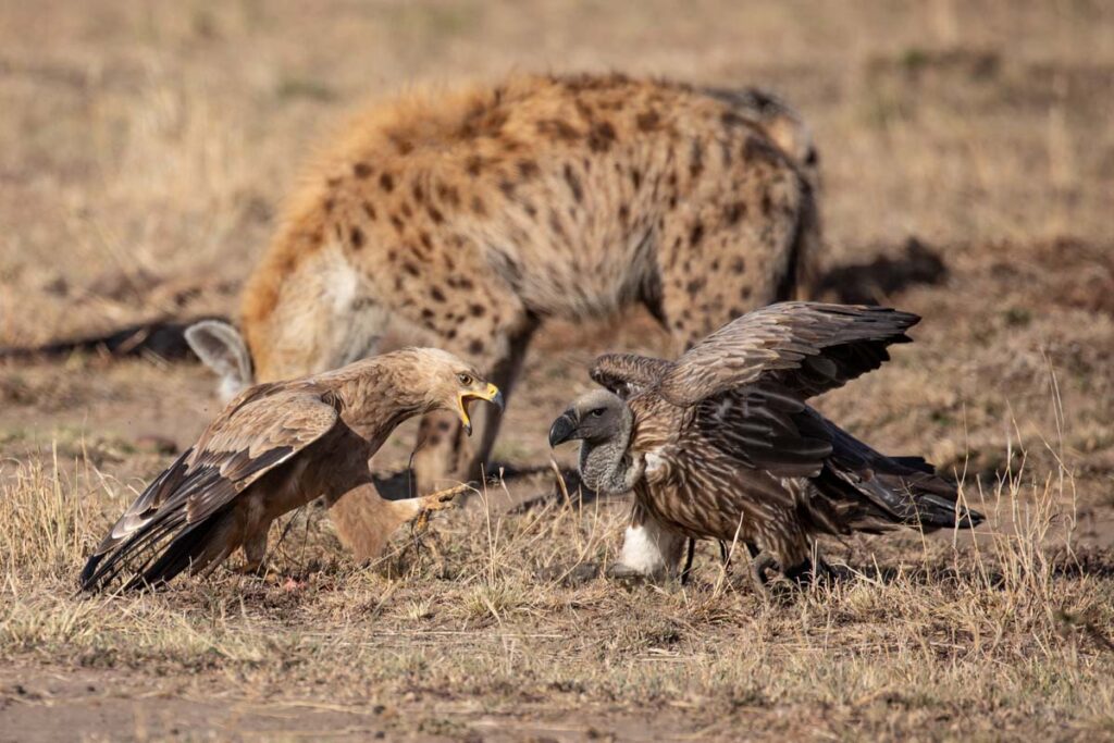 Masai Mara photography tours