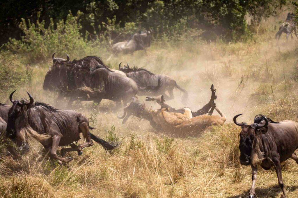 Masai Mara photography tours
