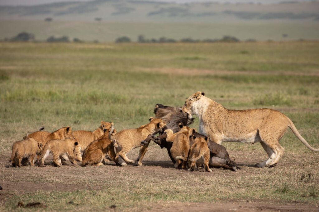 Masai Mara photography tours