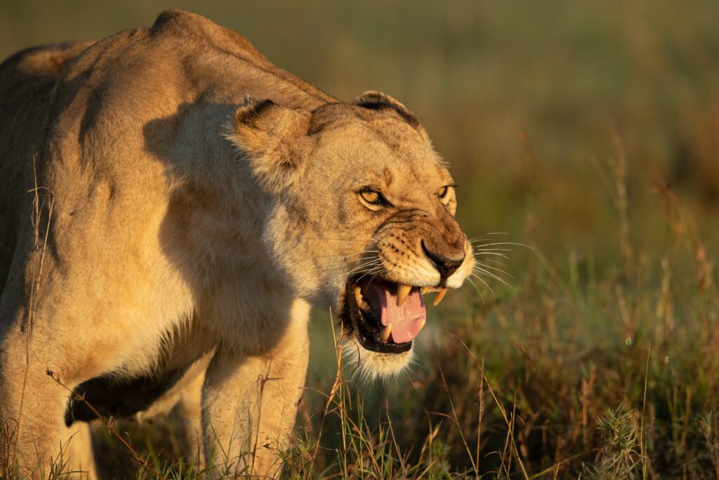 Masai Mara photography tours