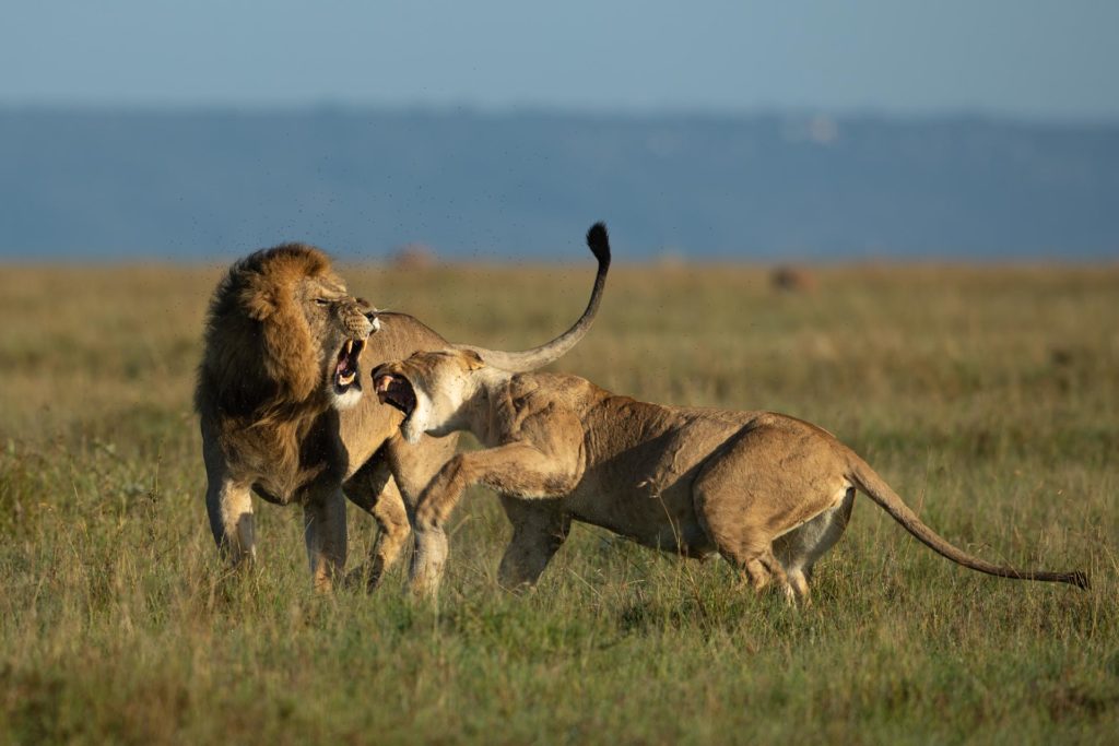Masai Mara photography tours