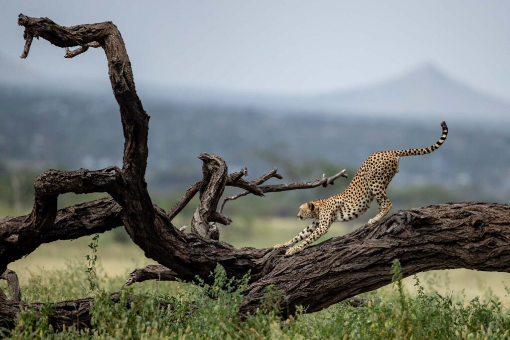 Masai Mara photography tours