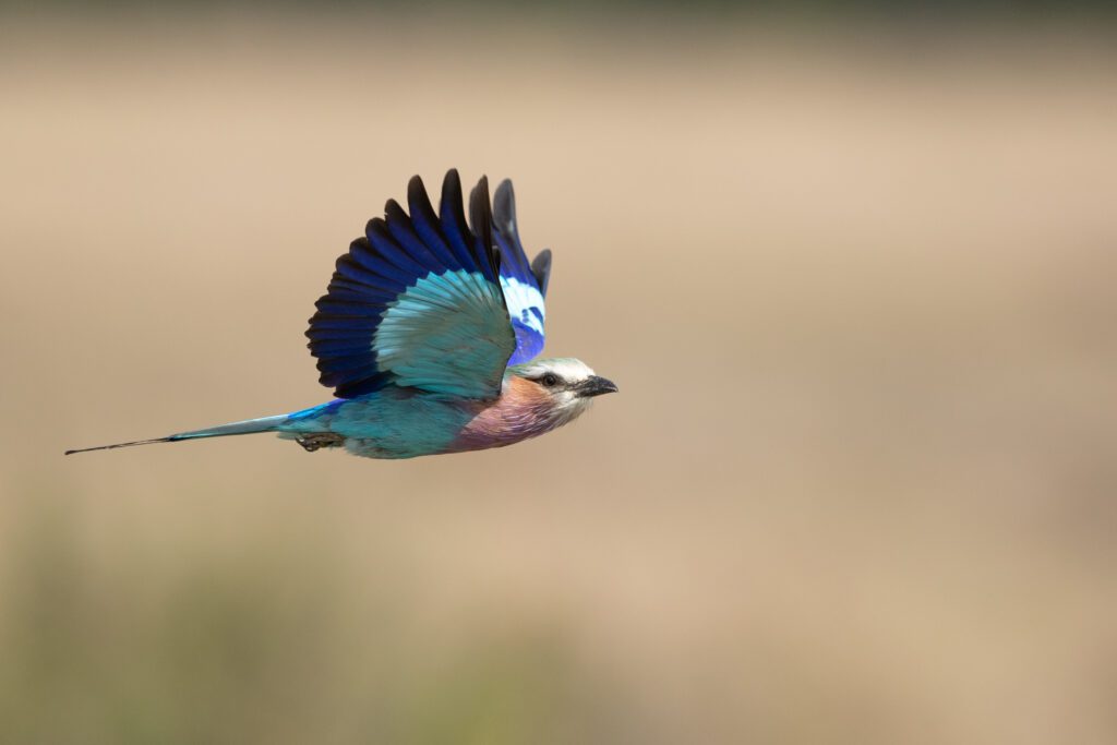 Masai Mara photography tours