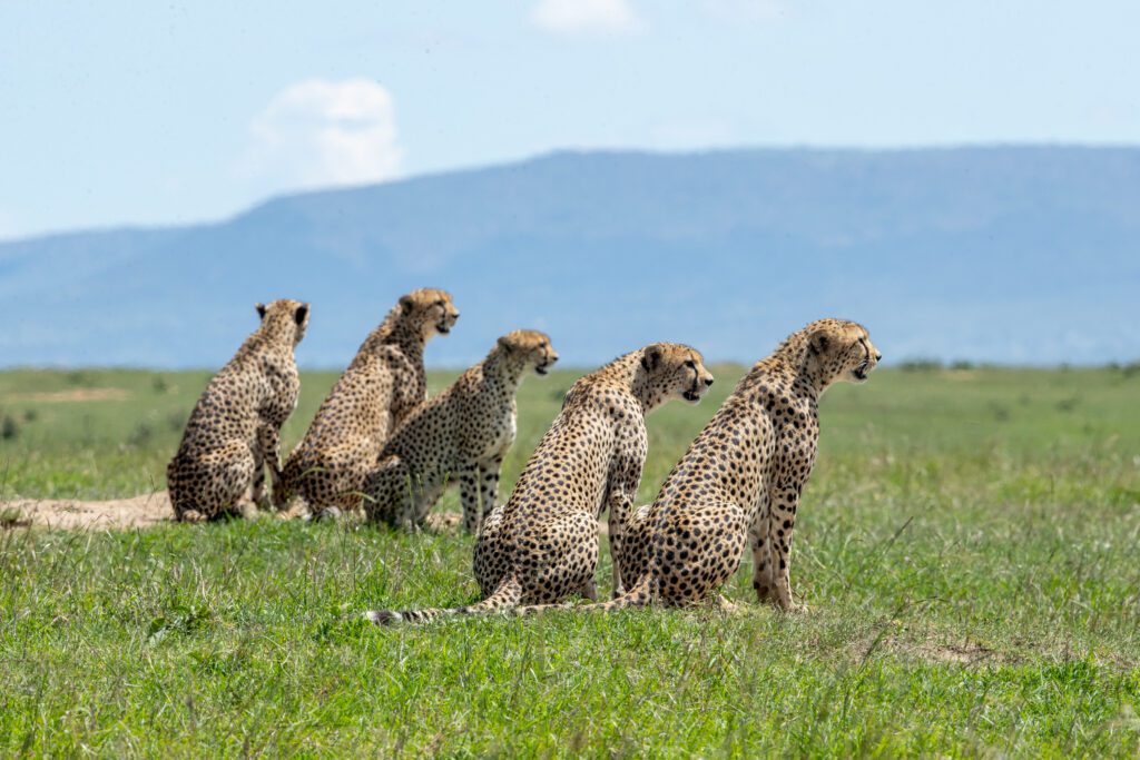 masai mara photography tour