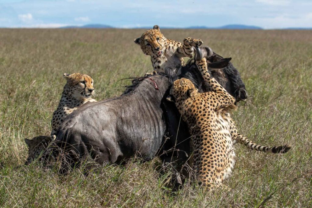 Masai Mara photography tours