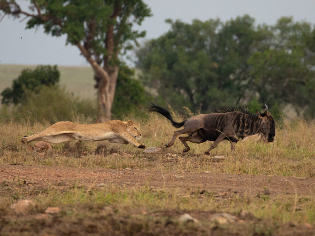 Masai Mara photography tours