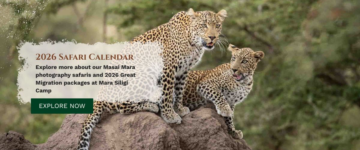 Masai Mara Photography Tour