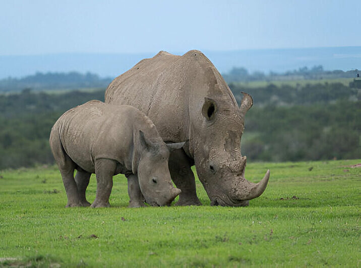 maasai mara safari packages
