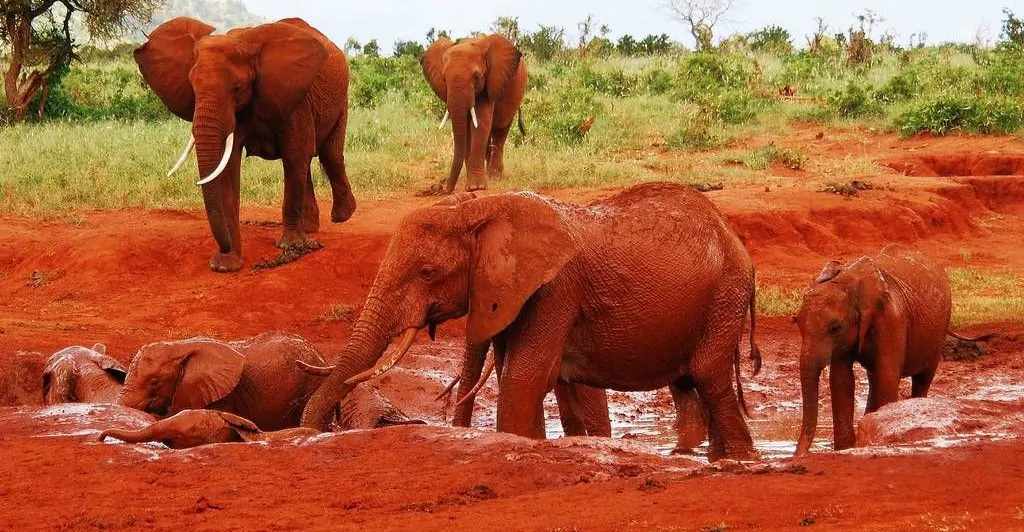 Masai Mara photography tour