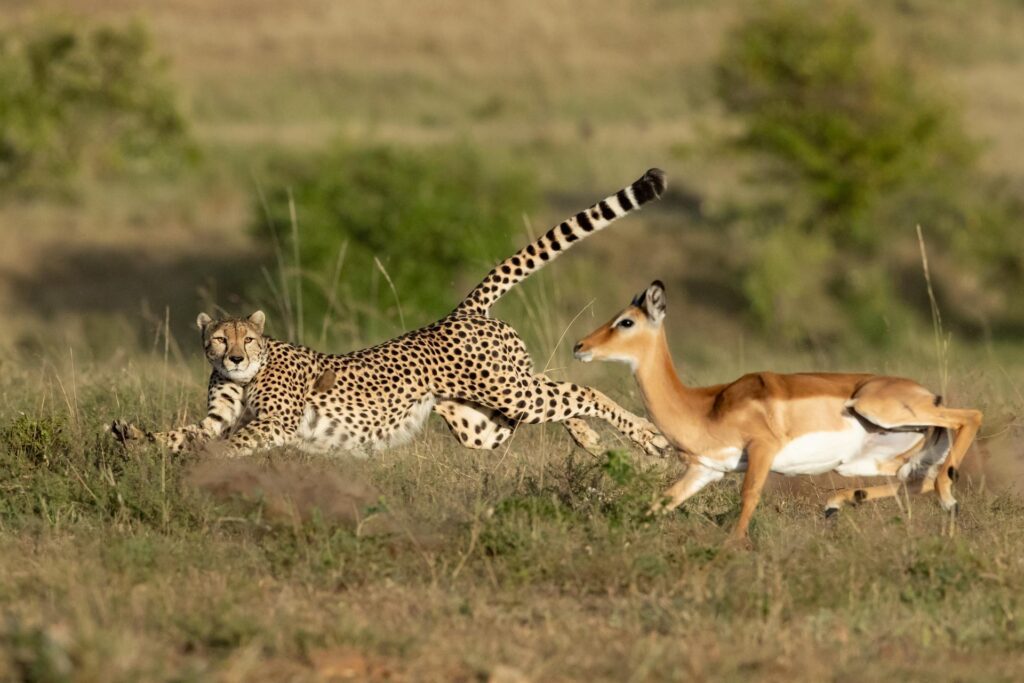 masai mara photgraphy tour