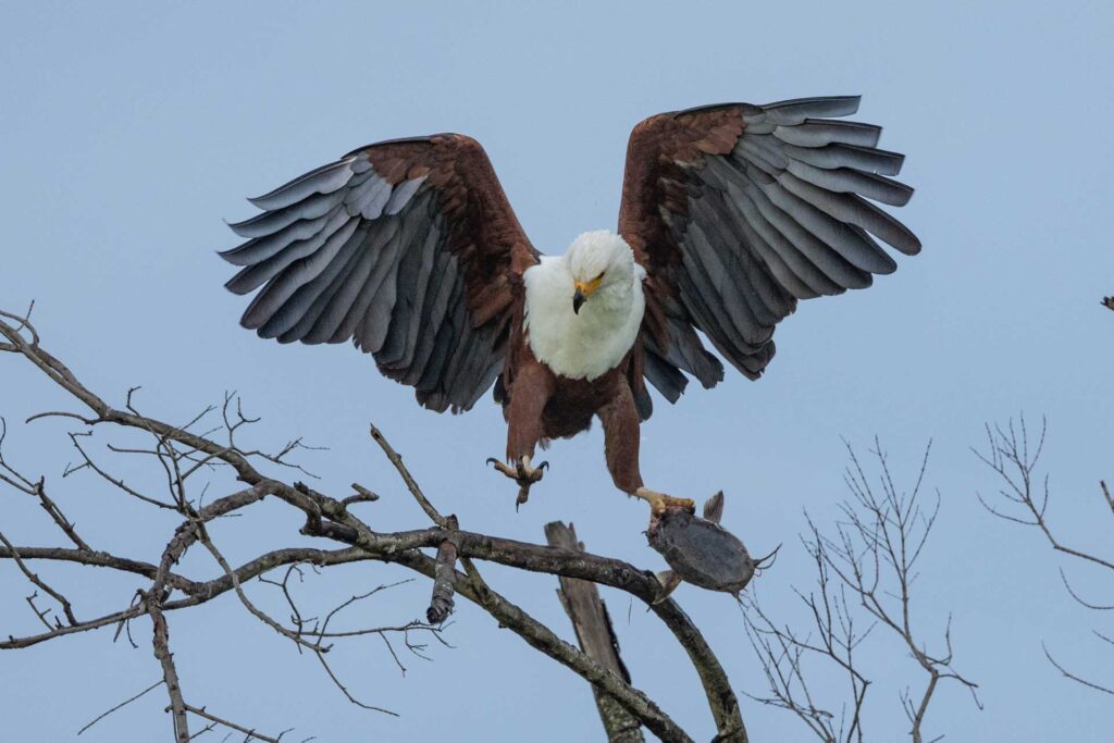 Masai Mara photography tours