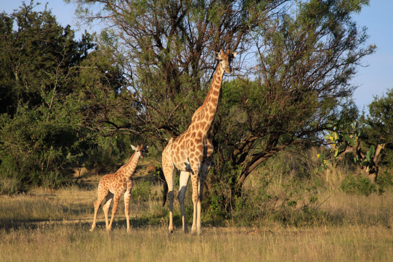 maasai mara safari packages