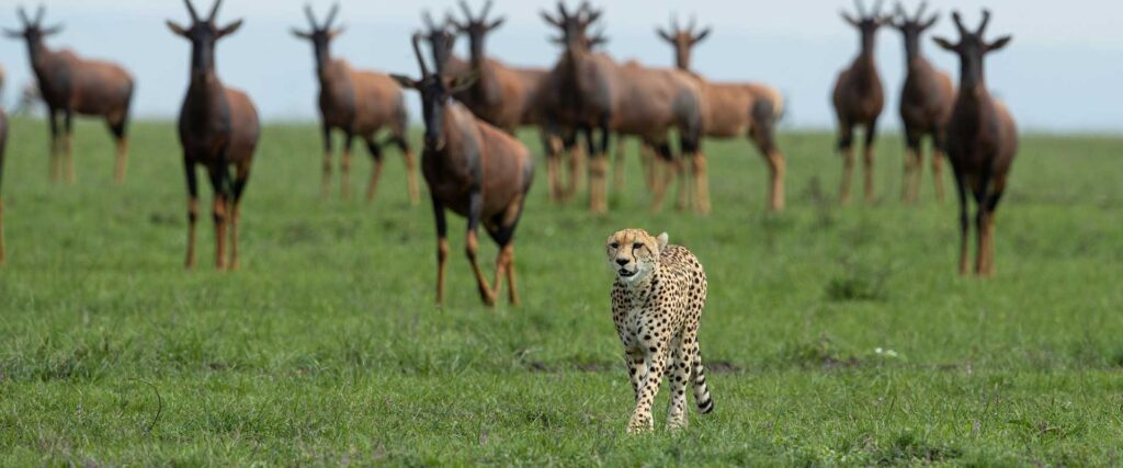 maasai mara safari packages