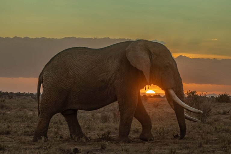 Masai Mara photography tours