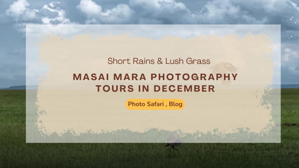 masai-mara-photography-tours-in-december-short-rains-lush-grass