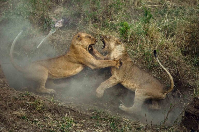 Masai Mara photography tours