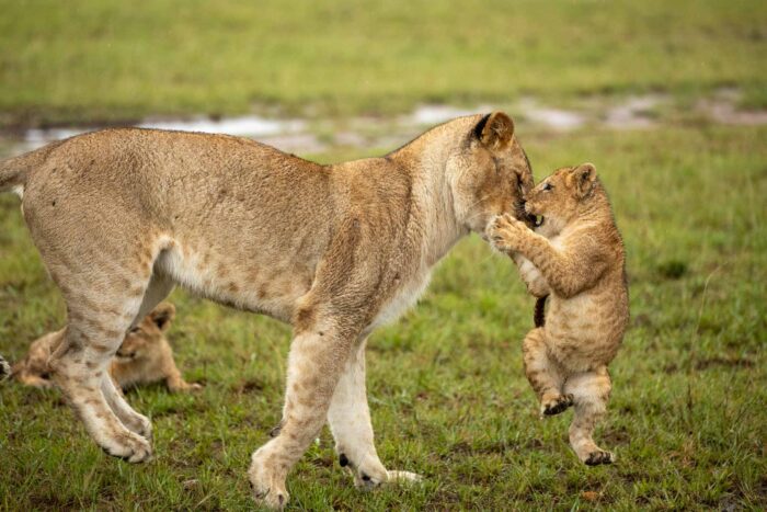 Masai Mara photography tours