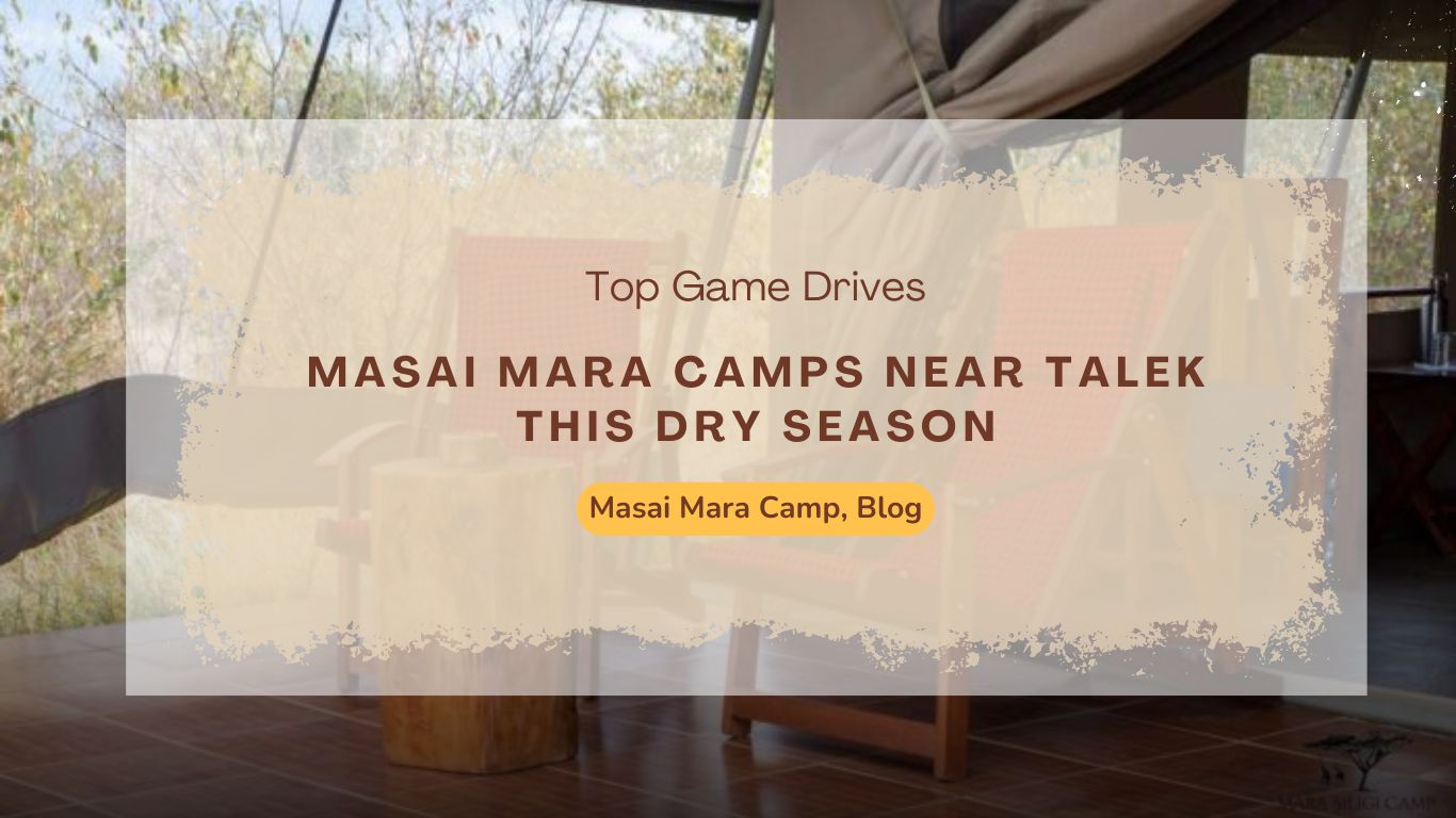 top-game-drives-from-masai-mara-camps-near-talek-this-dry-season