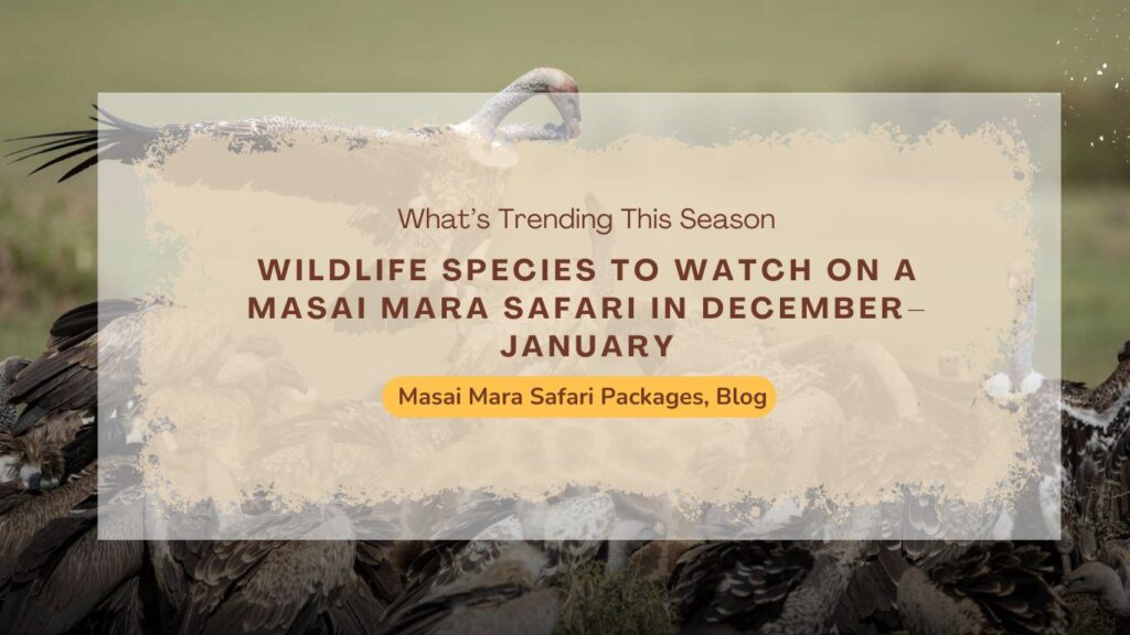 wildlife-species-to-watch-on-a-masai-mara-safari-in-december–january