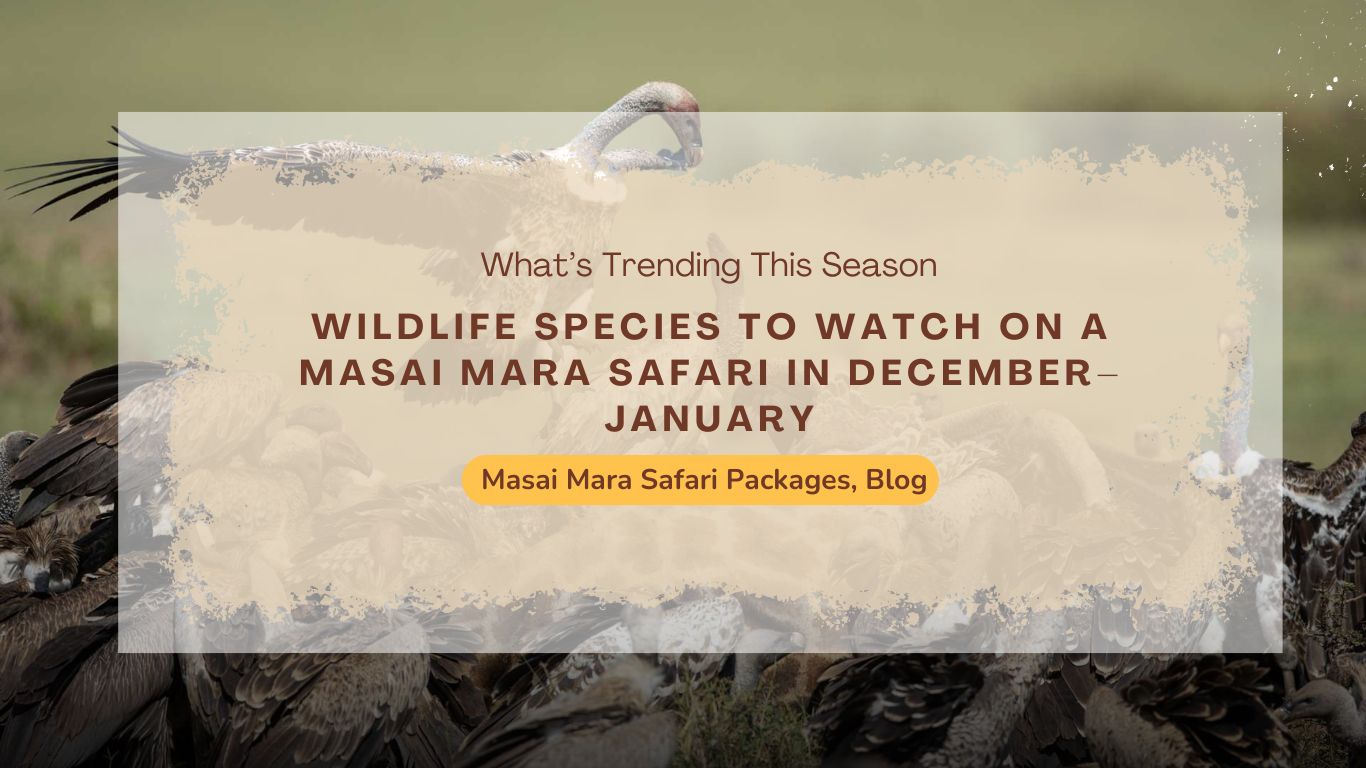 wildlife-species-to-watch-on-a-masai-mara-safari-in-december–january