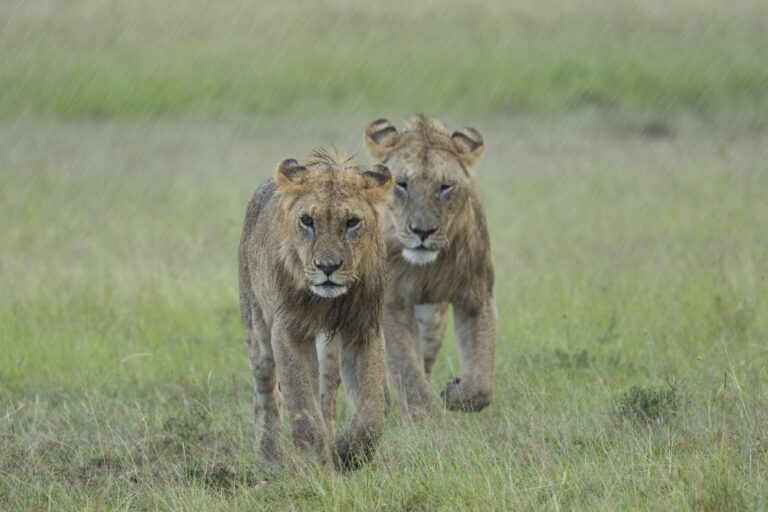Masai Mara photography tour