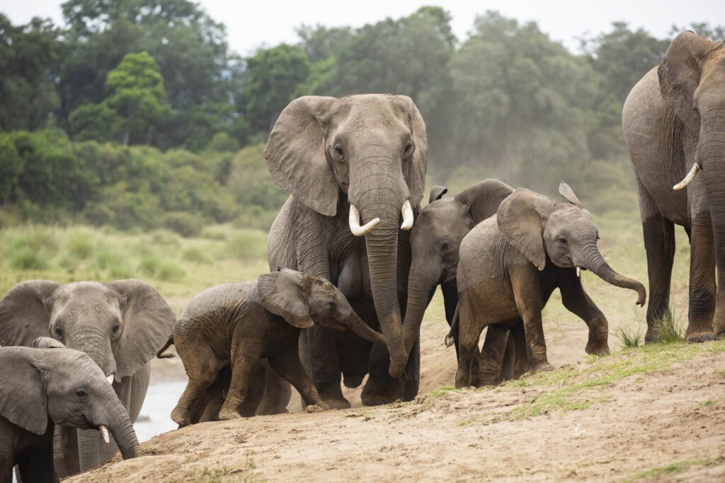 Masai Mara photography tour